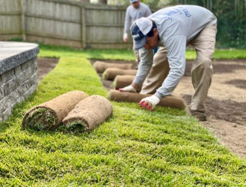 Installing Fresh Sod in Springfield, VA: Proper Guidelines