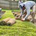 Installing Fresh Sod in Springfield, VA: Proper Guidelines