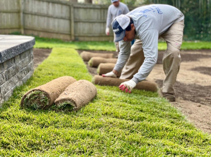 Installing Fresh Sod in Springfield, VA: Proper Guidelines